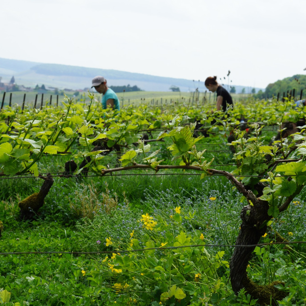vigne à Mareuil-le-Port près d'Epernay dans la Marne 51