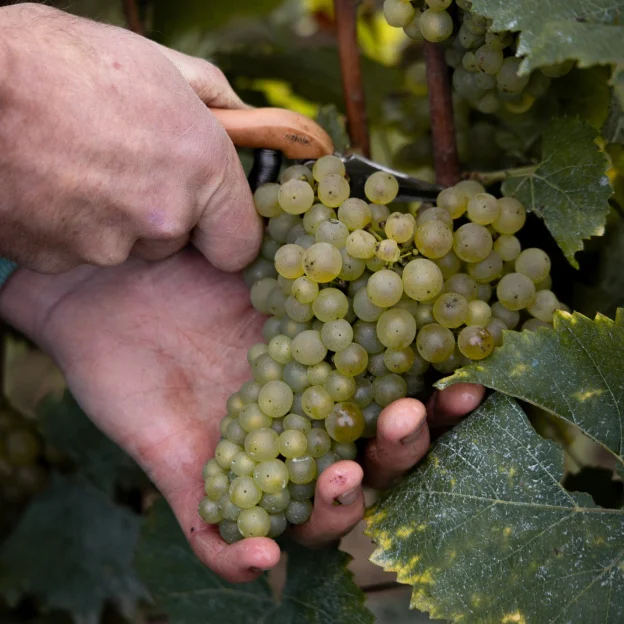 vigneron à Mareuil-le-Port près d'Epernay dans la Marne 51