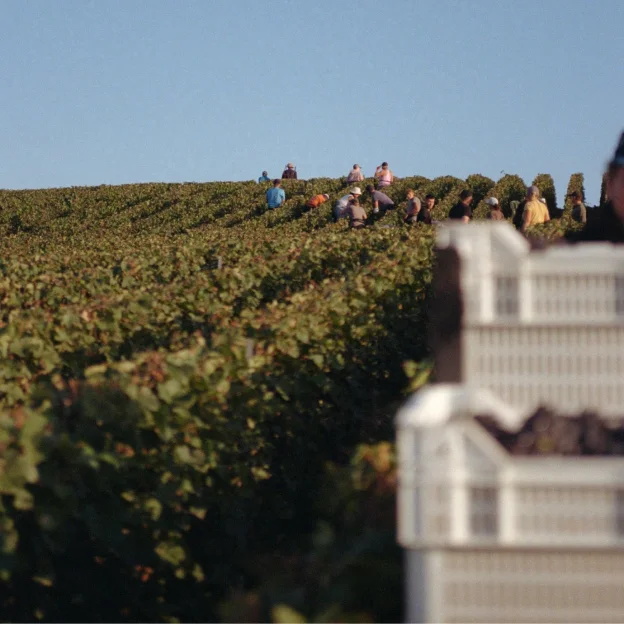 vigneron à Mareuil-le-Port près d'Epernay dans la Marne 51