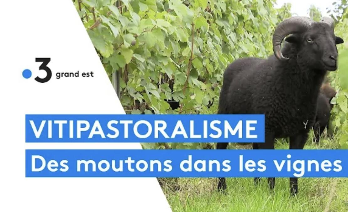 Vitipastoralism