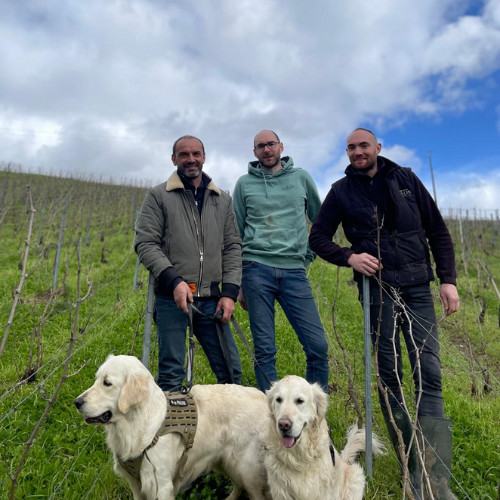 🐏  Vines and Sheep: A Sustainable Alliance