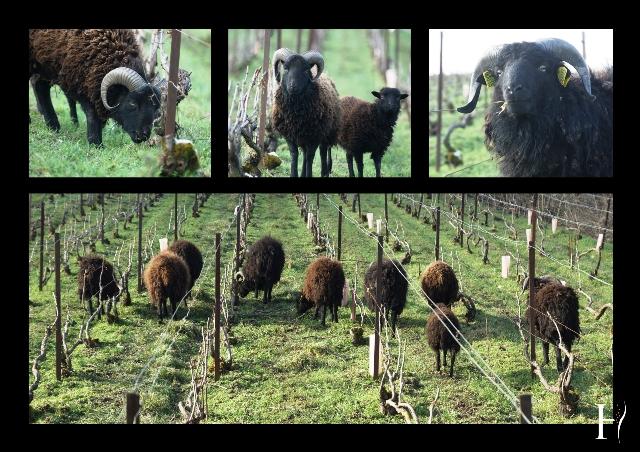 Des moutons dans les Vignes